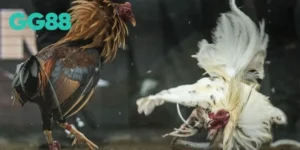 Đá Gà Cựa Dao GG88