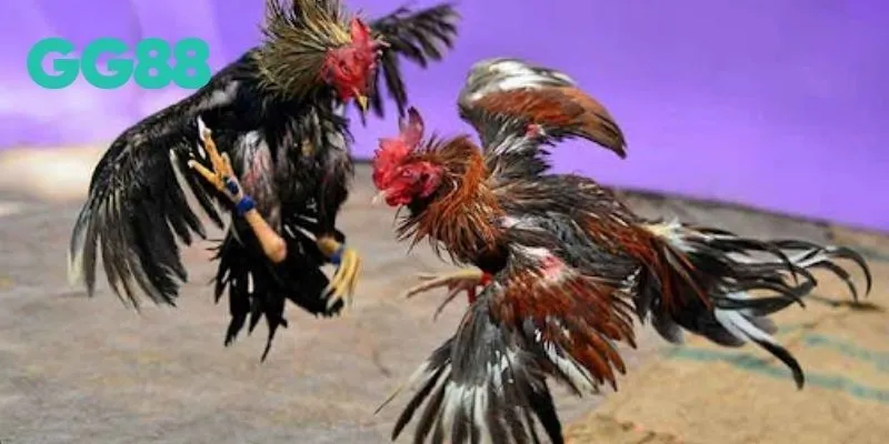 Đá gà cựa dao GG88 là gì