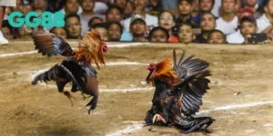 đá gà cựa sắt GG88