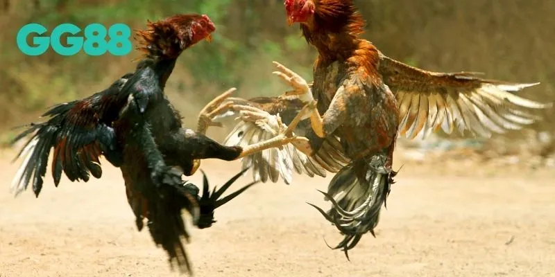 Đá gà cựa sắt GG88 là gì?
