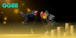 đá gà thomo gg88