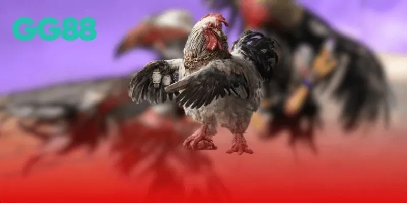 Đá gà thomo GG88 là gì?