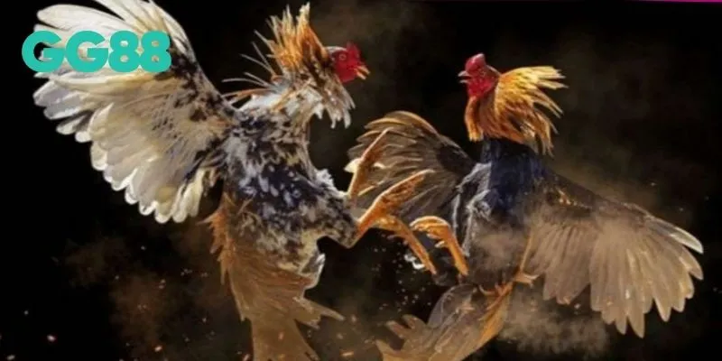 Luật chơi và kỹ thuật cơ bản khi tham gia đá gà cựa dao GG88