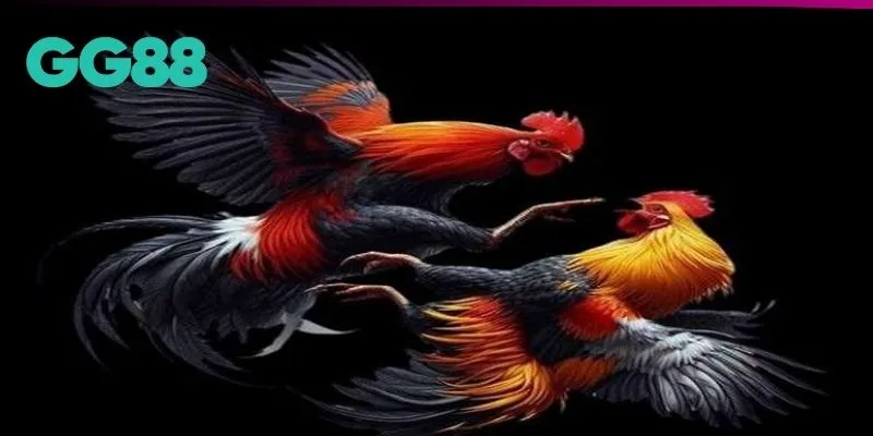 Cách chăm gà chọi - Luyện tập và rèn luyện kỹ năng