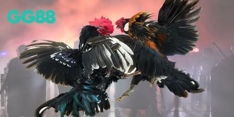 Cách chăm gà chọi - Môi trường sống và chăm sóc nâng cao