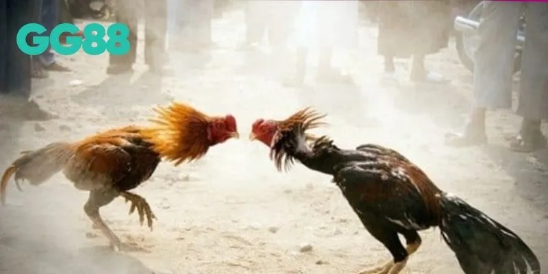 Thông tin về sức hút của đá gà cựa sắt GG88 cho tân thủ